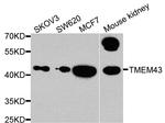 TMEM43 Antibody in Western Blot (WB)