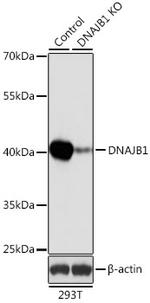 HSP40 Antibody in Western Blot (WB)