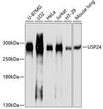 USP24 Antibody in Western Blot (WB)