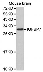 IGFBP7 Antibody in Western Blot (WB)