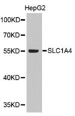 SLC1A4 Antibody in Western Blot (WB)