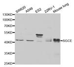 SGCE Antibody in Western Blot (WB)