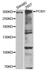 PCM1 Antibody in Western Blot (WB)