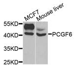 PCGF6 Antibody in Western Blot (WB)