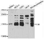 IFI6 Antibody in Western Blot (WB)