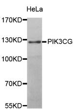 PIK3CG Antibody in Western Blot (WB)