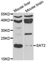 SAT2 Antibody in Western Blot (WB)