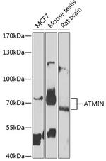 ATMIN Antibody in Western Blot (WB)