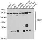 UBE2H Antibody in Western Blot (WB)