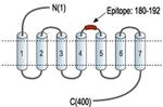 beta-3 Adrenergic Receptor (extracellular) Antibody