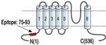 KCNN1 Antibody