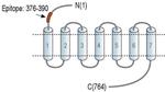 TSH Receptor (extracellular) Antibody