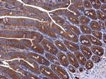 EPRS Antibody in Immunohistochemistry (Paraffin) (IHC (P))