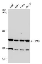 EPRS Antibody in Western Blot (WB)