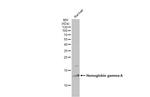 Hemoglobin gamma A Antibody in Western Blot (WB)