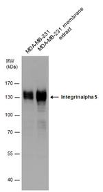 ITGA5 Antibody in Western Blot (WB)