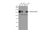 ITGA5 Antibody in Western Blot (WB)