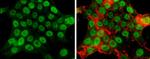 MCM2 Antibody in Immunocytochemistry (ICC/IF)