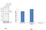 MLH1 Antibody