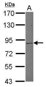 MLH1 Antibody in Western Blot (WB)