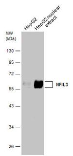 NFIL3 Antibody in Western Blot (WB)