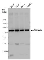 PKC zeta Antibody in Western Blot (WB)