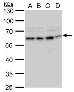 STCH Antibody in Western Blot (WB)