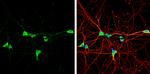 VIP Antibody in Immunocytochemistry (ICC/IF)