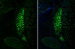 VIP Antibody in Immunohistochemistry (Frozen) (IHC (F))