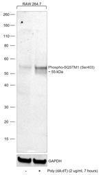 Phospho-SQSTM1 (Ser403) Antibody in Western Blot (WB)