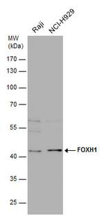 FOXH1 Antibody in Western Blot (WB)