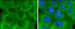 Optineurin Antibody in Immunocytochemistry (ICC/IF)