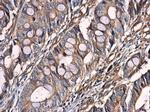 Optineurin Antibody in Immunohistochemistry (Paraffin) (IHC (P))