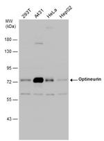 Optineurin Antibody in Western Blot (WB)