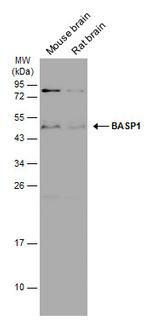 BASP1 Antibody in Western Blot (WB)