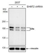 EHMT2 Antibody