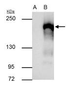 EHMT2 Antibody in Immunoprecipitation (IP)