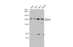 EHMT2 Antibody in Western Blot (WB)