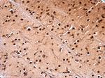 NUDT21 Antibody in Immunohistochemistry (Paraffin) (IHC (P))