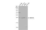 NUDT21 Antibody in Western Blot (WB)