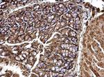 CPSF6 Antibody in Immunohistochemistry (Paraffin) (IHC (P))