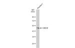 Cdc37 Antibody in Western Blot (WB)
