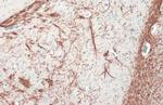 MBP Antibody in Immunohistochemistry (Paraffin) (IHC (P))