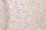 MBP Antibody in Immunohistochemistry (Paraffin) (IHC (P))