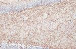 MBP Antibody in Immunohistochemistry (Paraffin) (IHC (P))