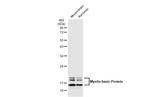 MBP Antibody in Western Blot (WB)