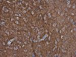 pan Synuclein Antibody in Immunohistochemistry (Paraffin) (IHC (P))