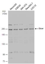 Dicer Antibody in Western Blot (WB)