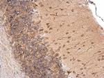 LSM14A Antibody in Immunohistochemistry (Paraffin) (IHC (P))