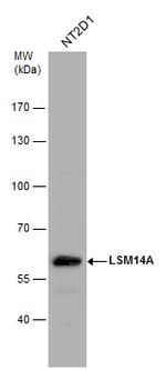 LSM14A Antibody in Western Blot (WB)